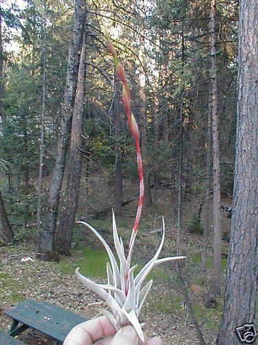 Tillandsia * KARWINSKYANA * air plants (airplants)  