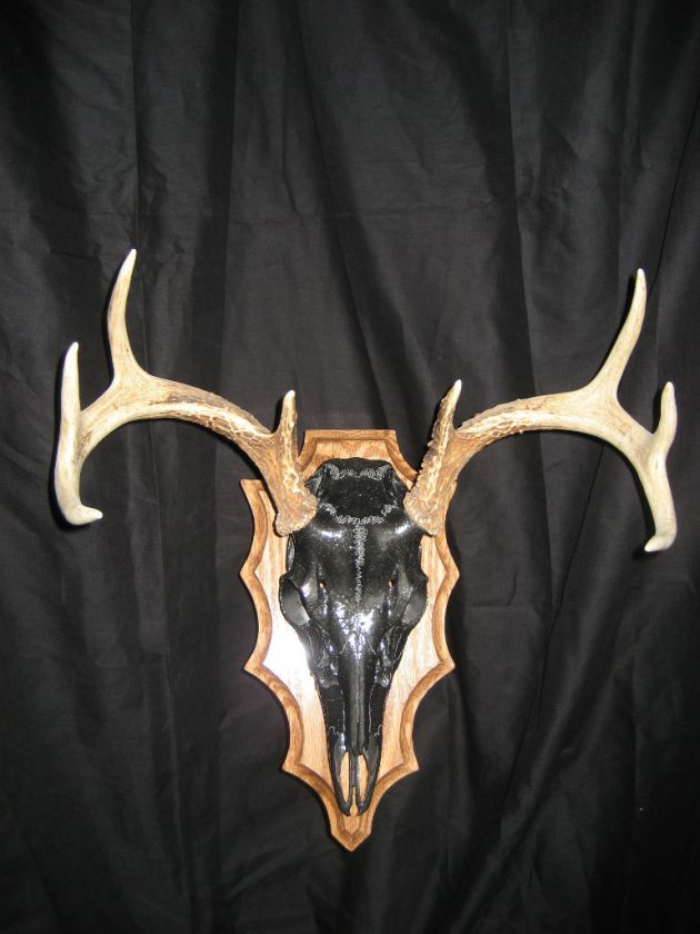 European Mount Whitetail Deer Custom Plaque Mount Red Oak  